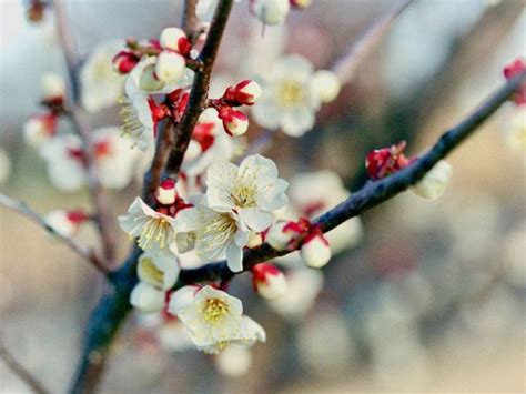 紅梅樹|梅の種類｜花が咲く季節はいつ？花梅や実梅が時期は 